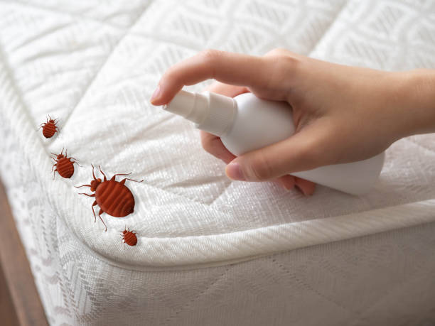 Best Ant Control Services  in Inez, TX