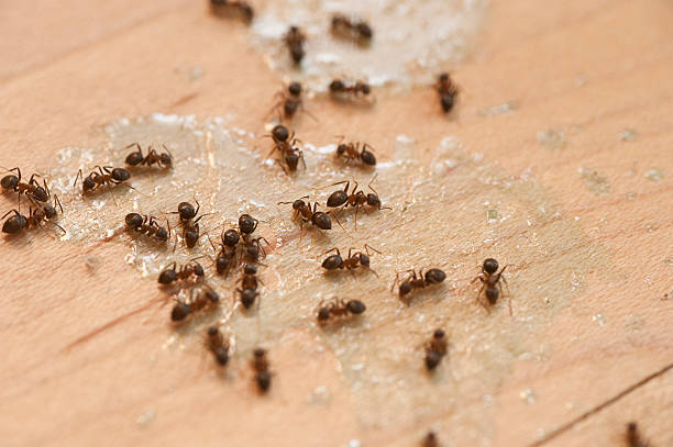 Inez, TX Pest Control Company